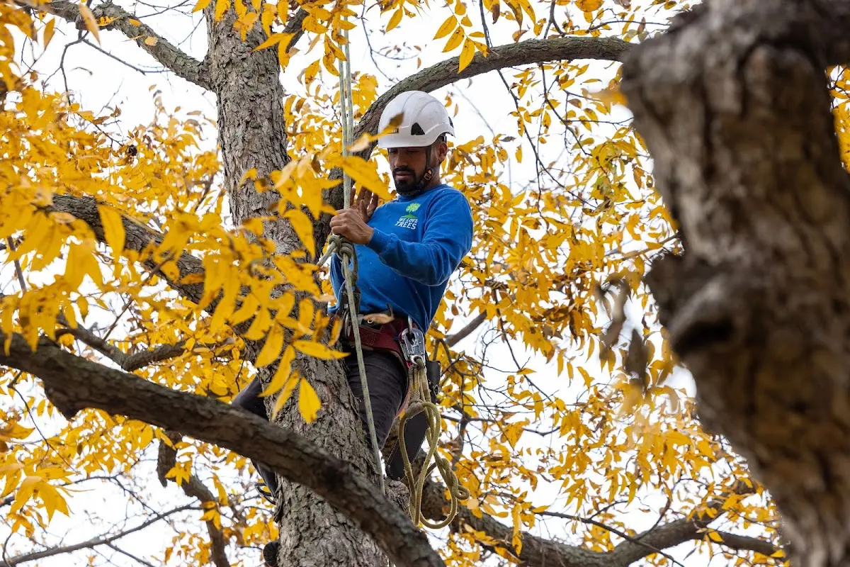 Skilled Emergency Tree Service crew working in Bradley